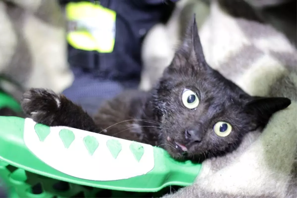 Günlerdir boynundaki kavanozla yaşayan kedi sonunda kurtarıldı