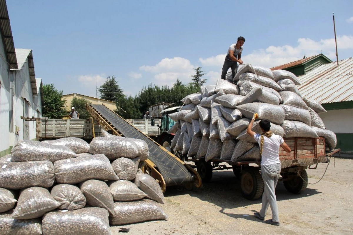 Haşhaş kapsülü hasadı sürüyor