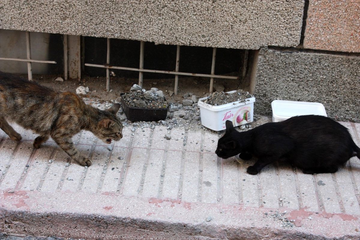 Hayvanların mama kabını betonla doldurdular