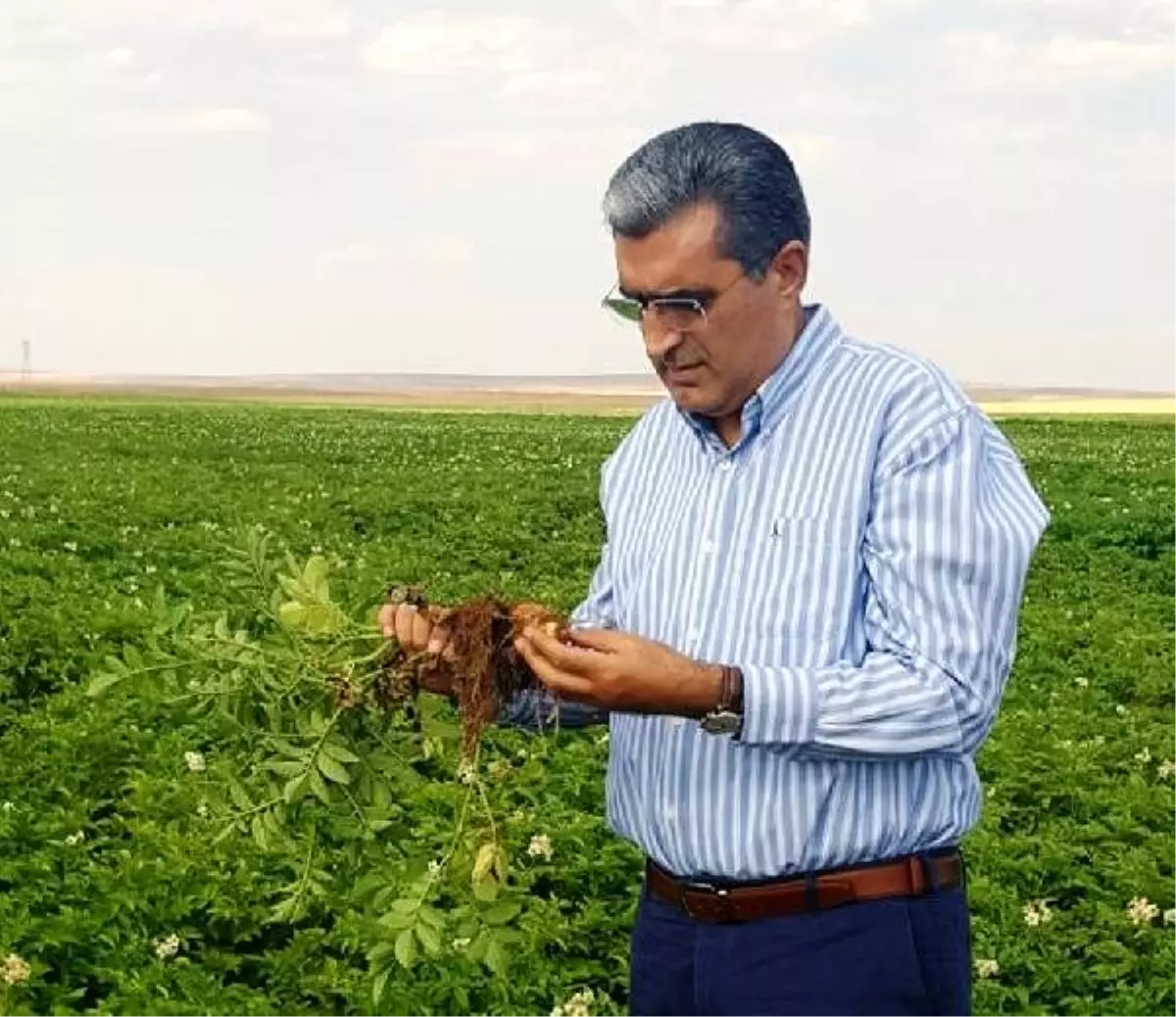 Konya Şeker\'den patates üreticilerine hasat öncesi bakım avansı