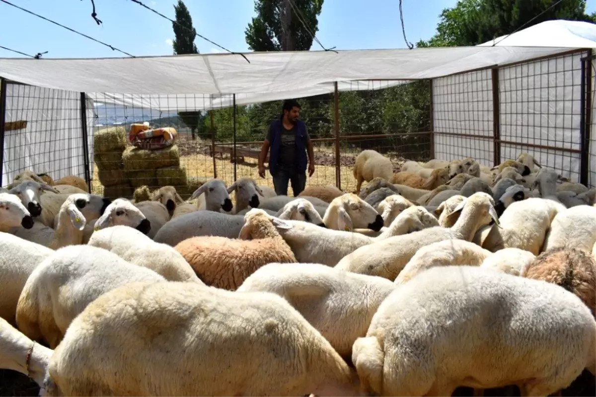 Kurbanlık satışları başladı