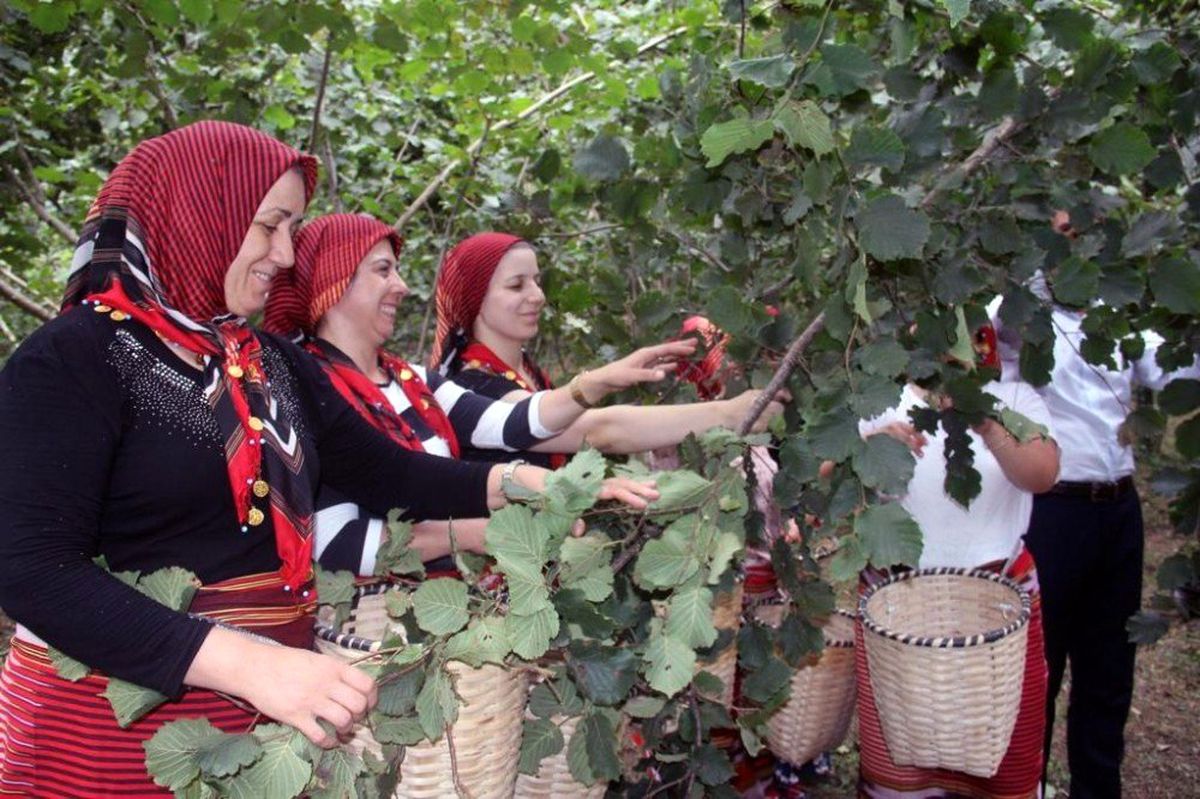 Ordu\'da fındık hasadı 6 Ağustos\'ta törenle başlayacak