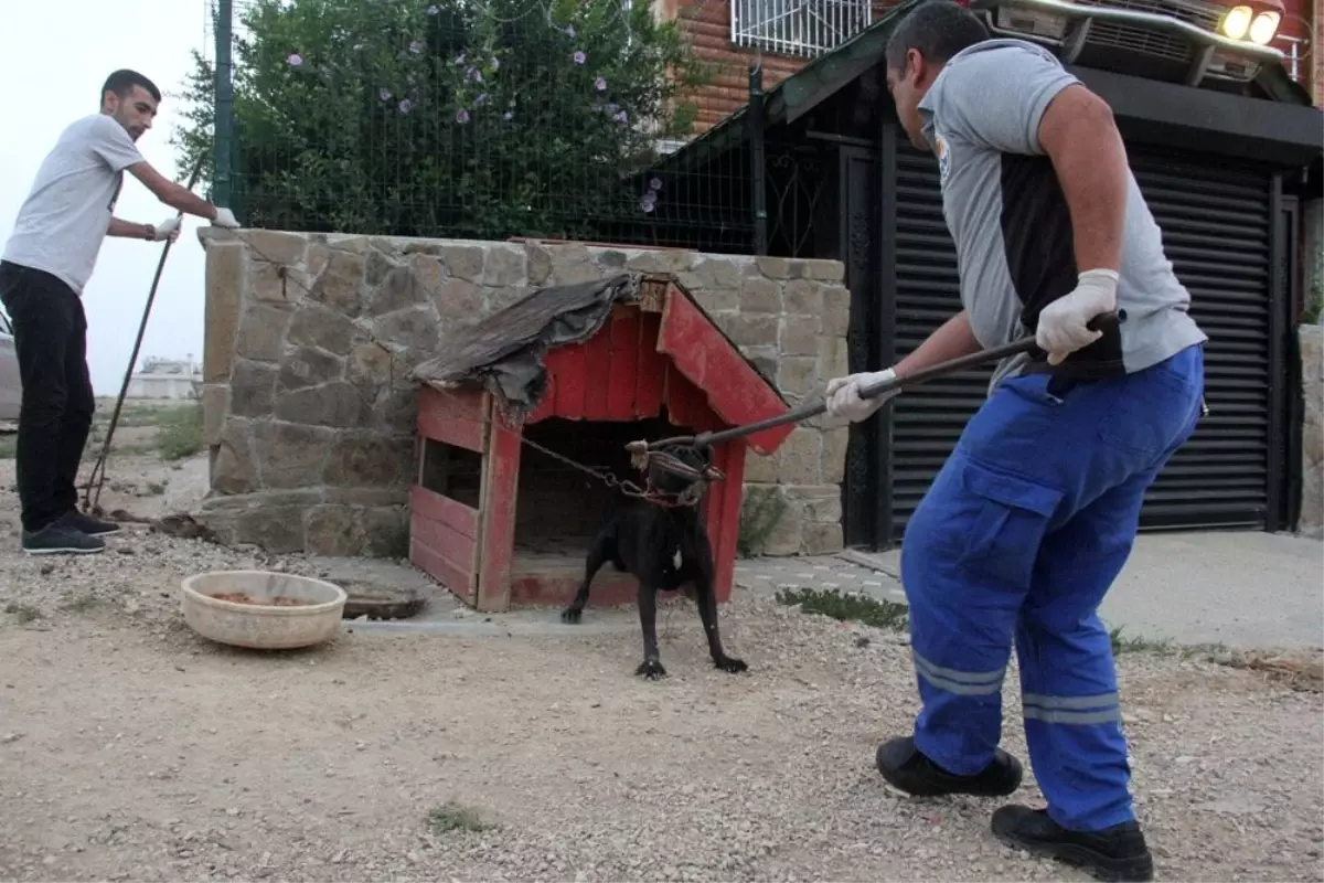 Pitbullarla korunan şatoya veterinerli polis baskını