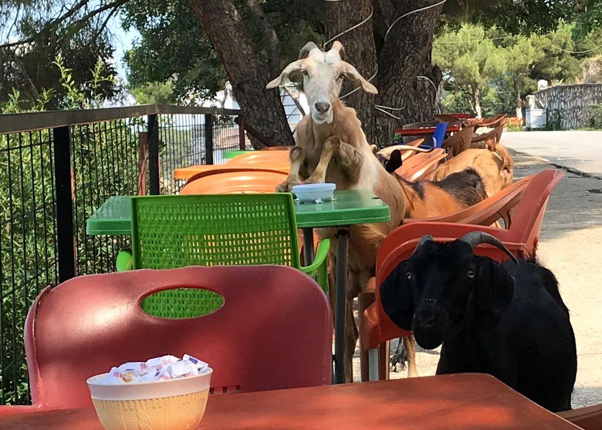 Sevimi keçiler kafeyi bastı
