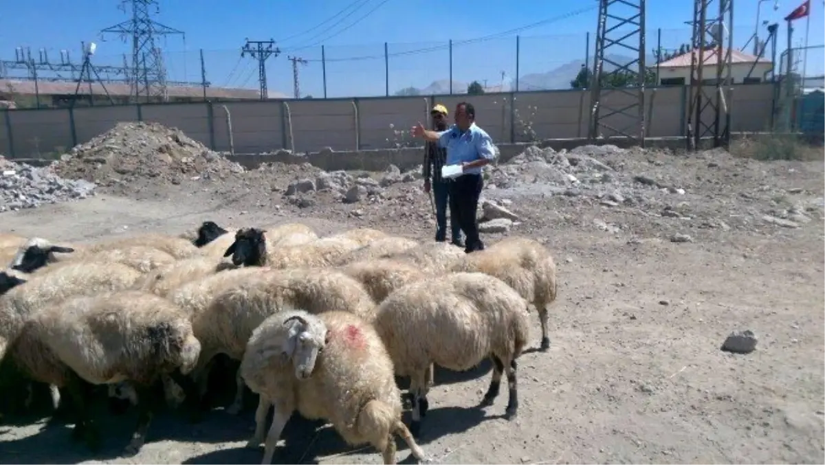 Tuşba Belediyesi kurban satış ve kesim noktalarını belirledi