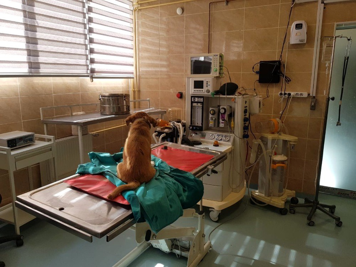 Yaralı yavru köpeğe belediye sahip çıktı