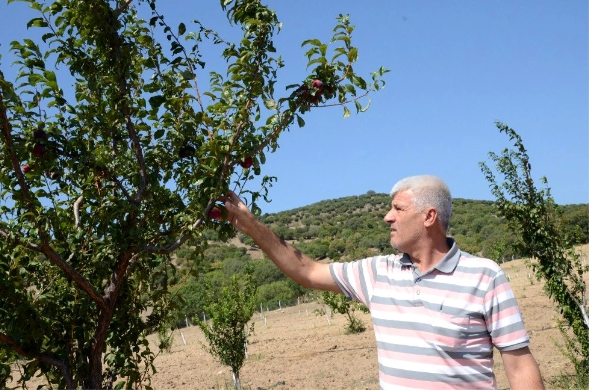 Yunusemre\'nin organik bahçeleri ilk meyvelerini verdi