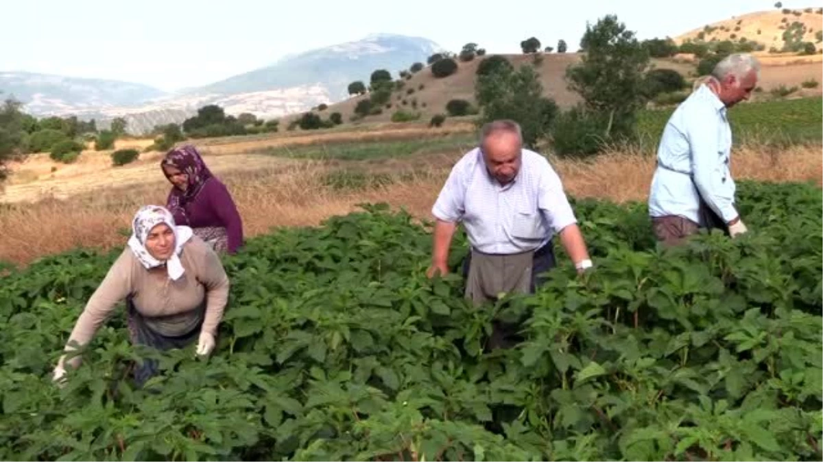 Bamyanın tarladan sofraya zahmetli yolculuğu