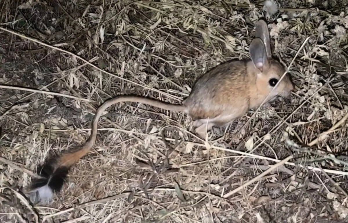 Bitlis\'te görülen kanguru faresi şaşırttı