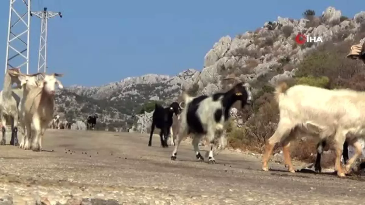 Bu kurbanlıklar ahırda değil, doğada besleniyorlar