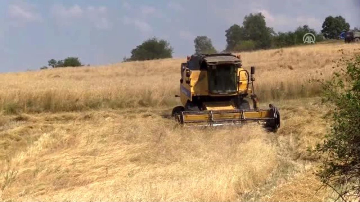 Buğdayın atası "siyez"de hasat başladı