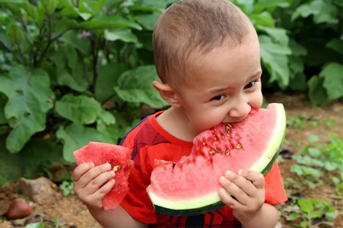 Doğu Karadeniz\'in tek karpuz üretim merkezinde hasat başladı