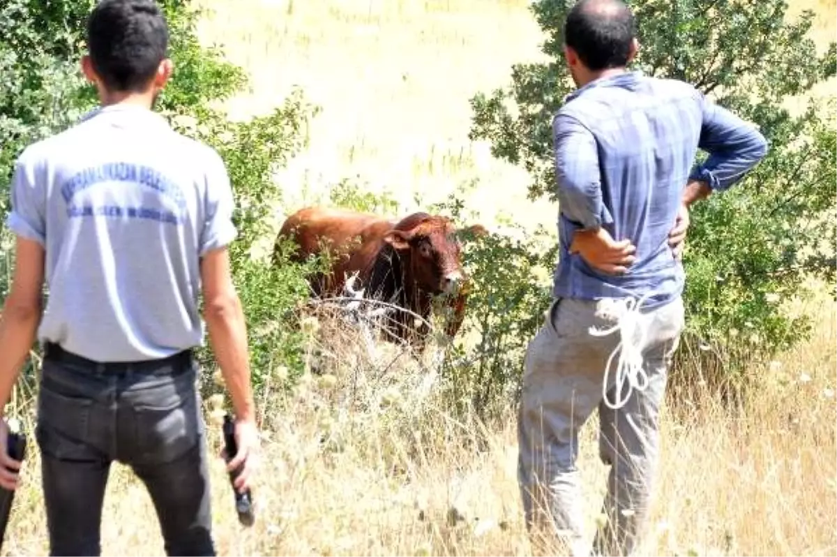 Kaçan kurbanlık boğaları belediye timi yakaladı