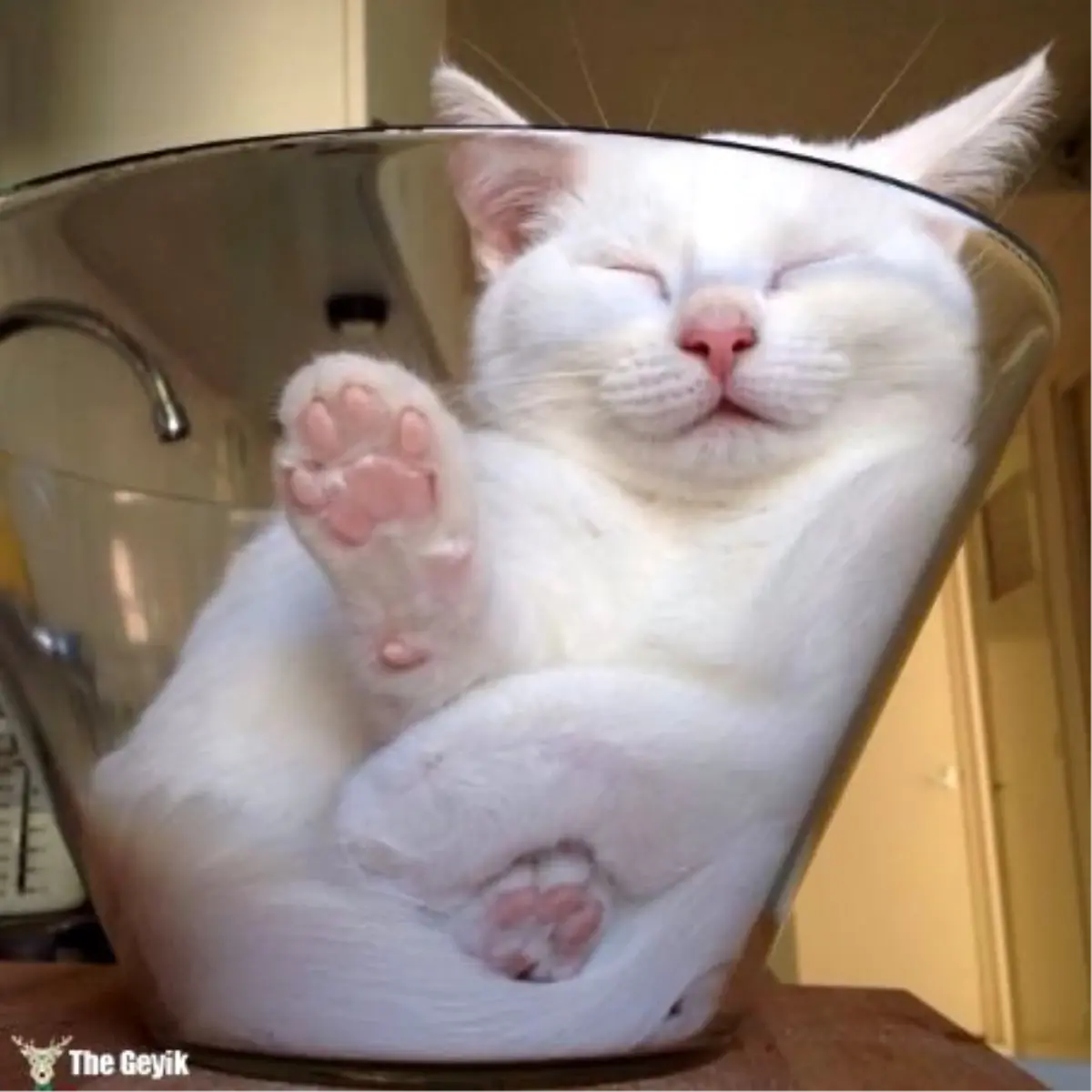 Kedilerin Her Yerde ve Her Koşulda Uyuyabildiğinin 15 Kanıtı