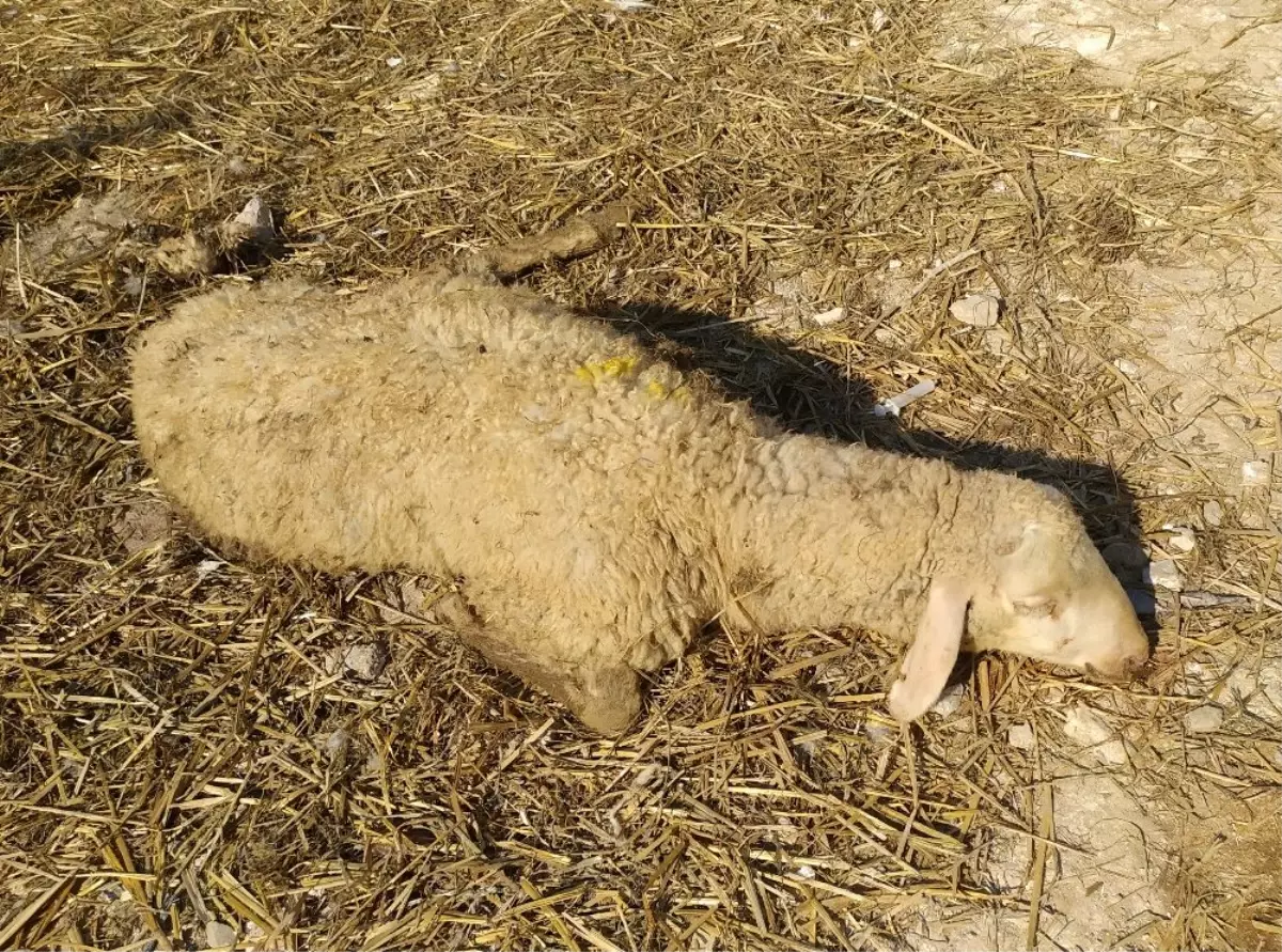 Kurban Bayramı öncesi panik: 20 mahalle karantina altında