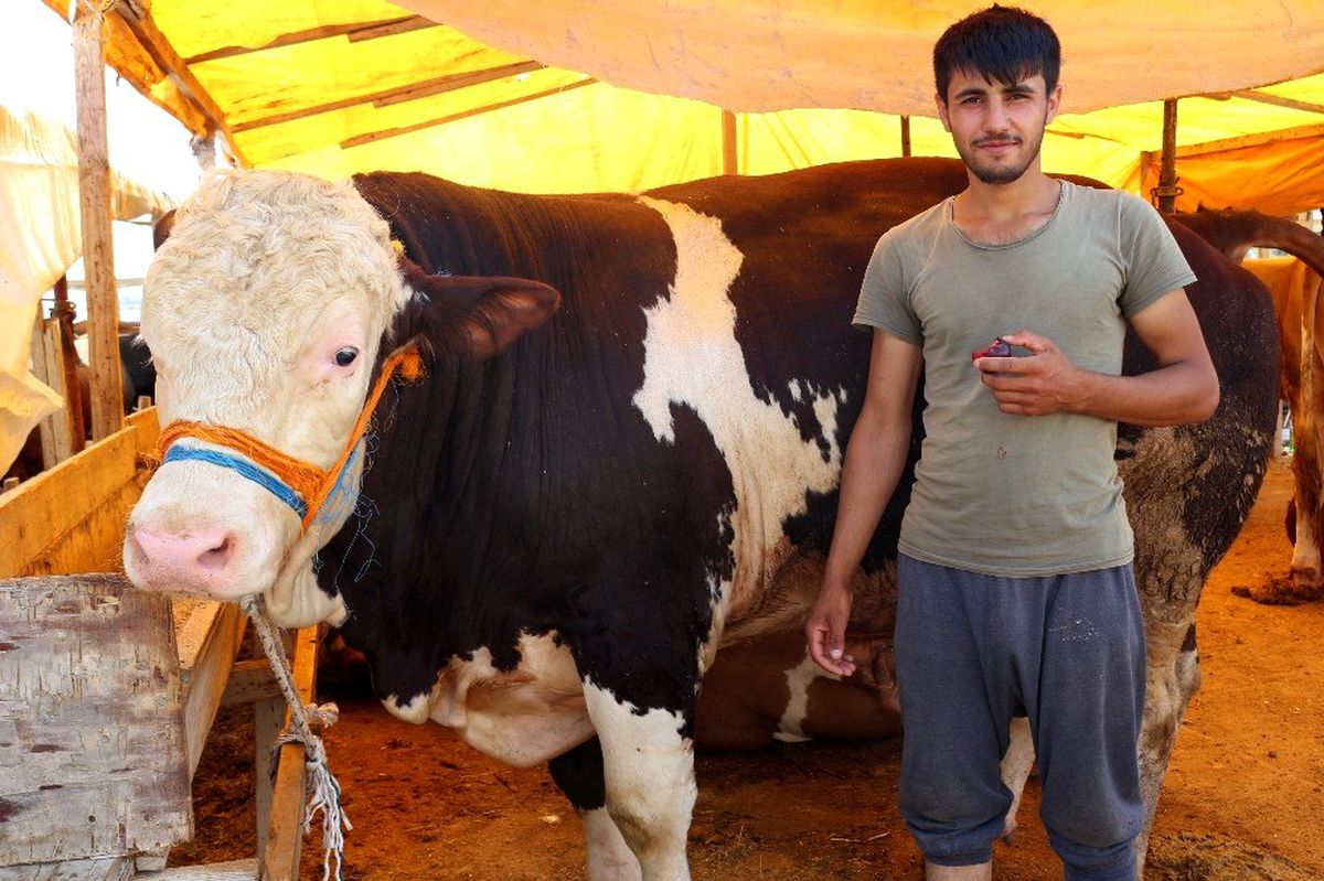 Kurban pazarının "Şampiyon"u