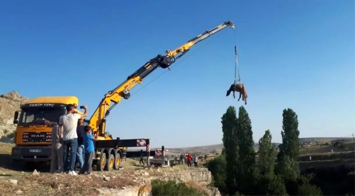 Mahsur kalan ineği AKUT kurtardı