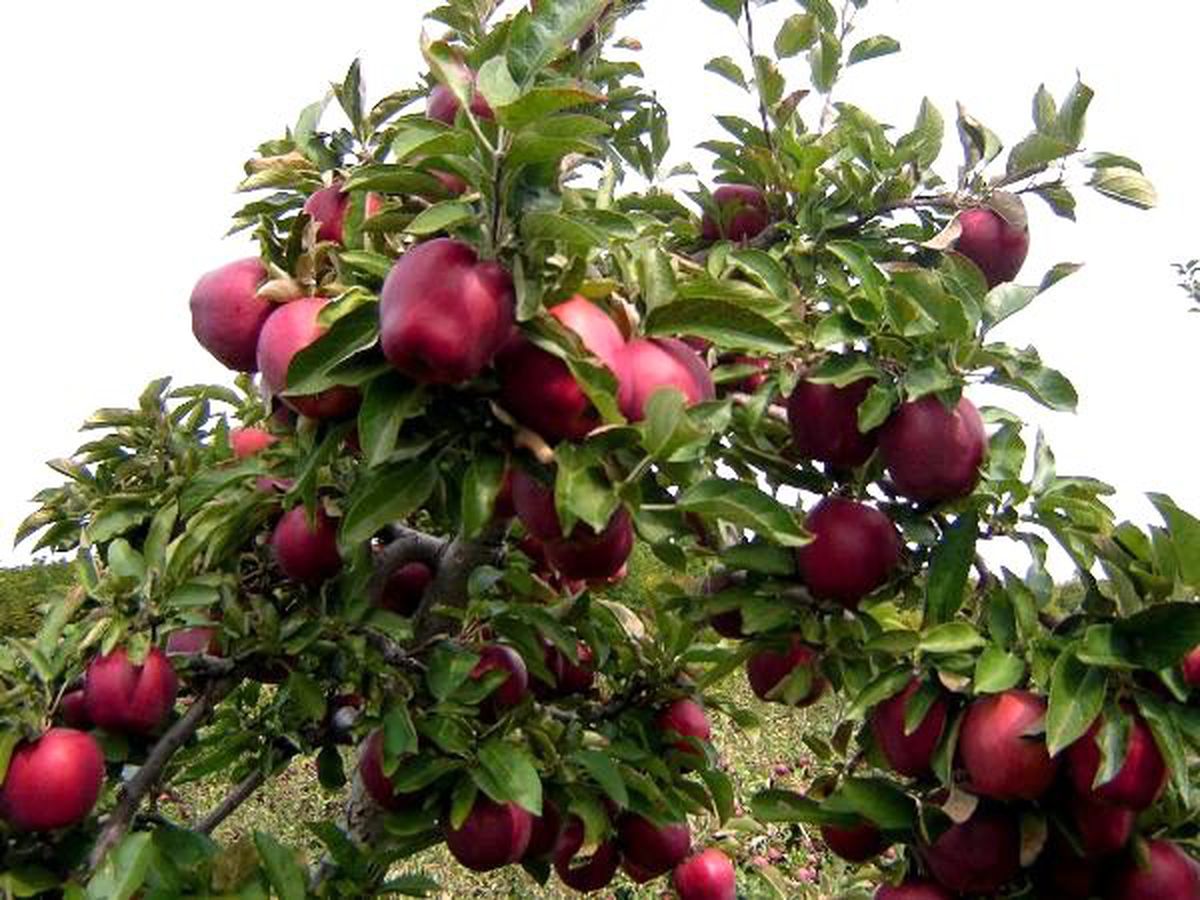 Niğde\'de erkenci elma hasadı başladı