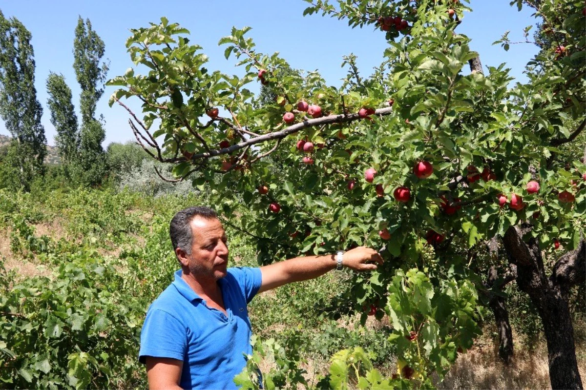 Niğde\'de yazlık elma pazarda alıcılarını bekliyor