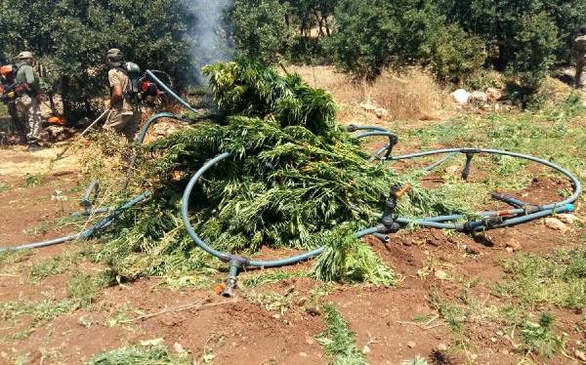 PKK operasyonunda 1 milyon 288 bin kök Hint keneviri ele geçirildi