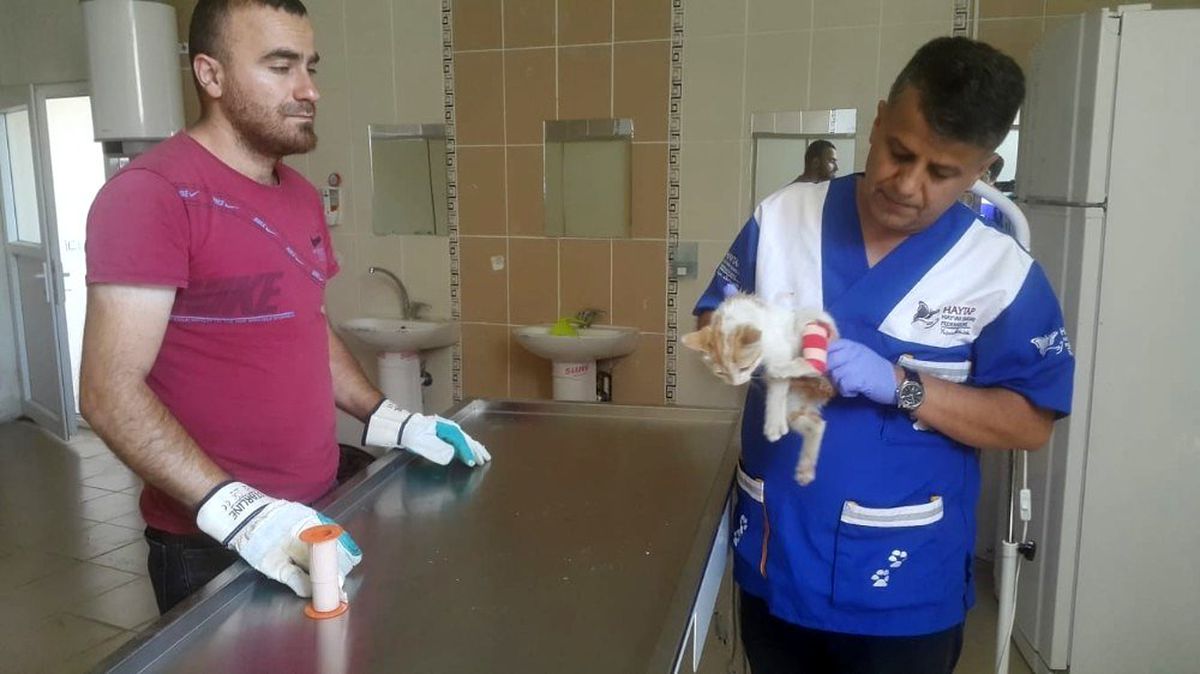 Veteriner ekipleri yaralı kediyi kurtardı