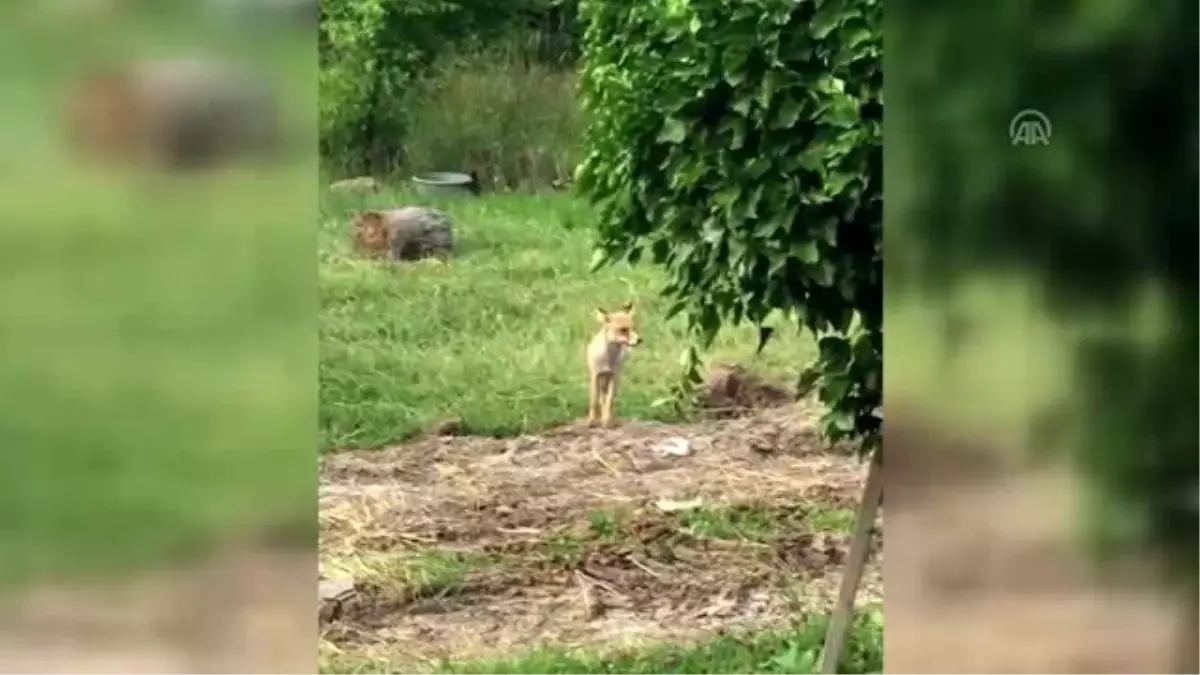 Yavru tilkileri bahçesinde besliyor