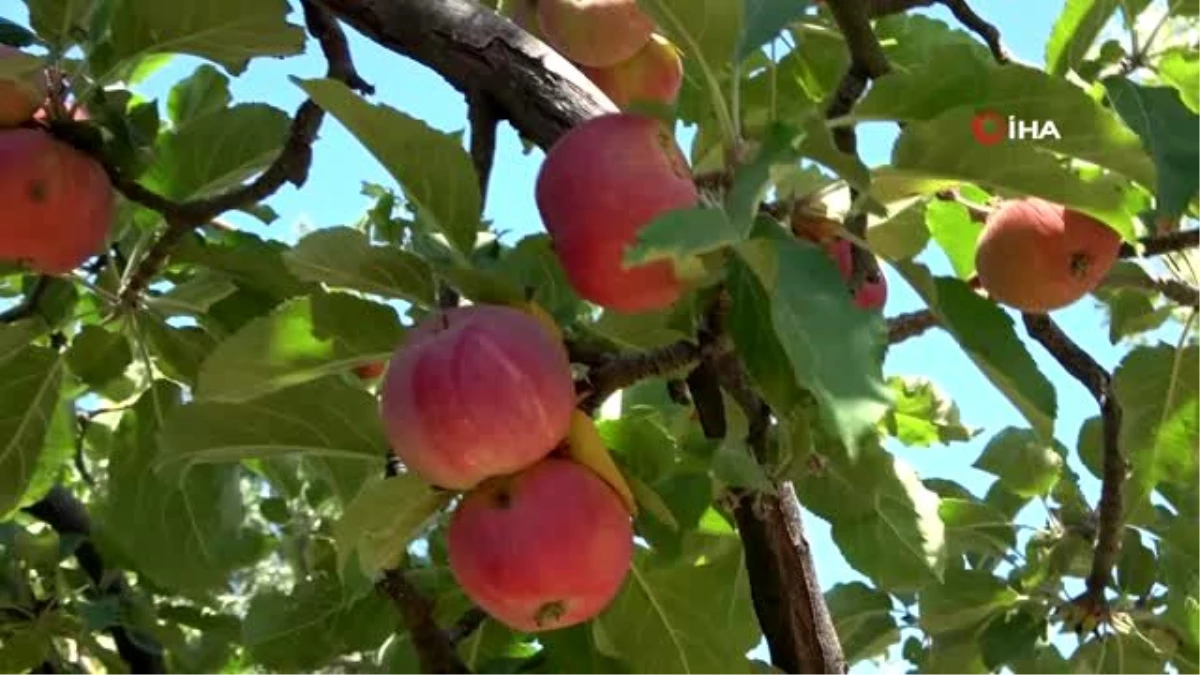 \'Yaz elması\' olarak bilinen erkenci elma hasadı başladı