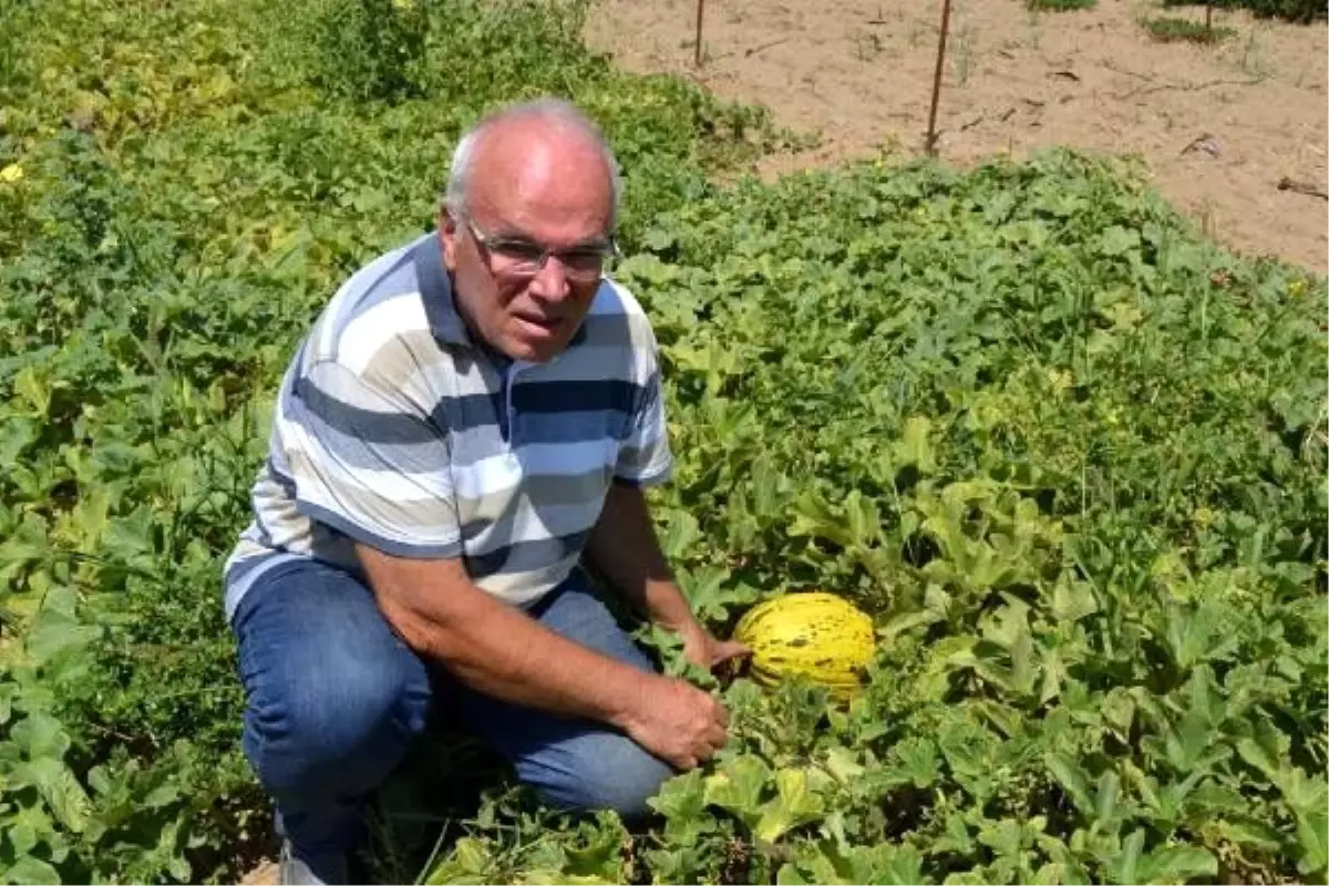 6 ayda 300 farklı yerli tohum elde edildi