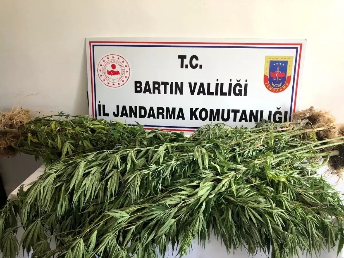 Bartın\'da jandarmadan uyuşturucu operasyonu