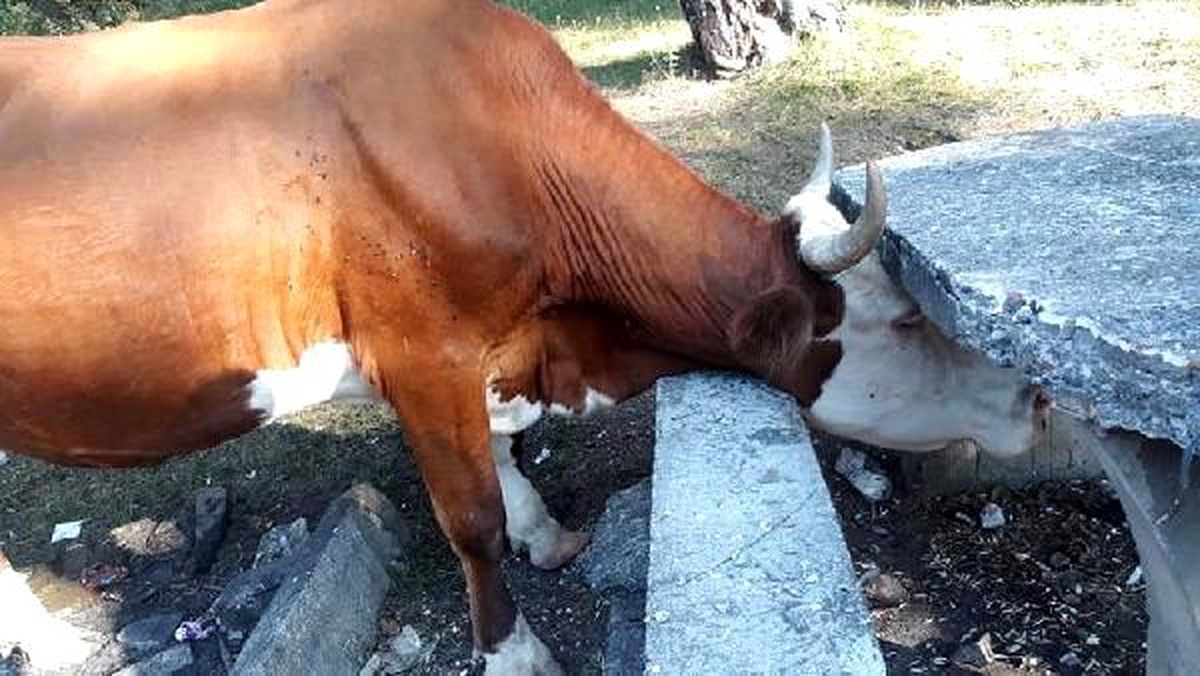 Başı piknik masasına sıkışan ineği itfaiye kurtardı