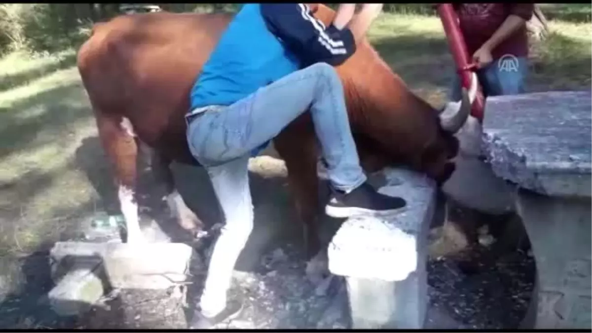 Bolu\'da başı beton oturak ve masaya sıkışan inek kurtarıldı