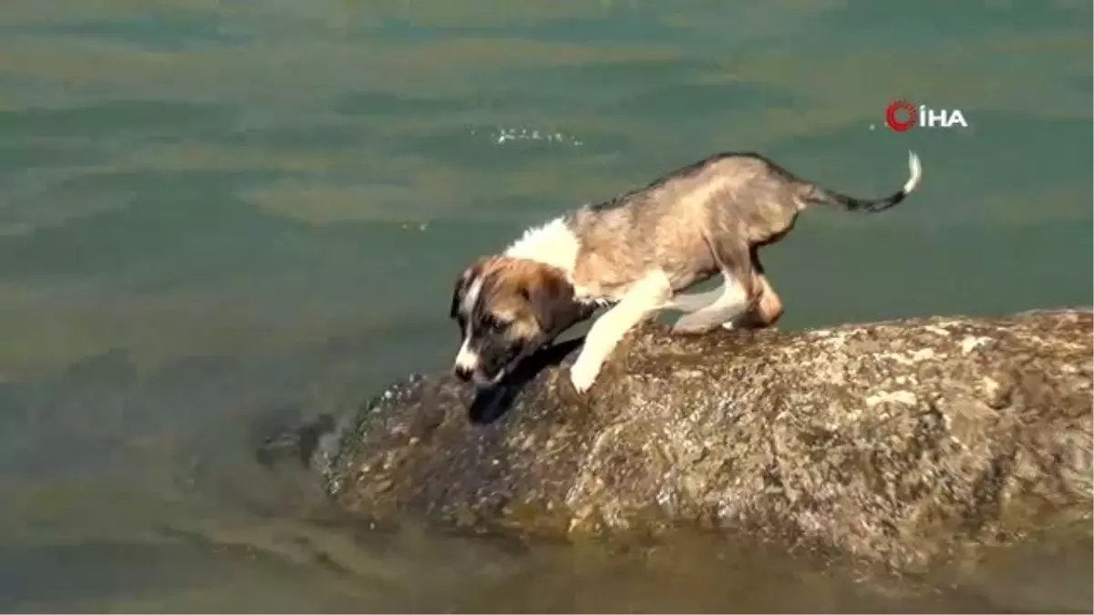 Çayda mahsur kalan yavru köpeği vatandaş kurtardı