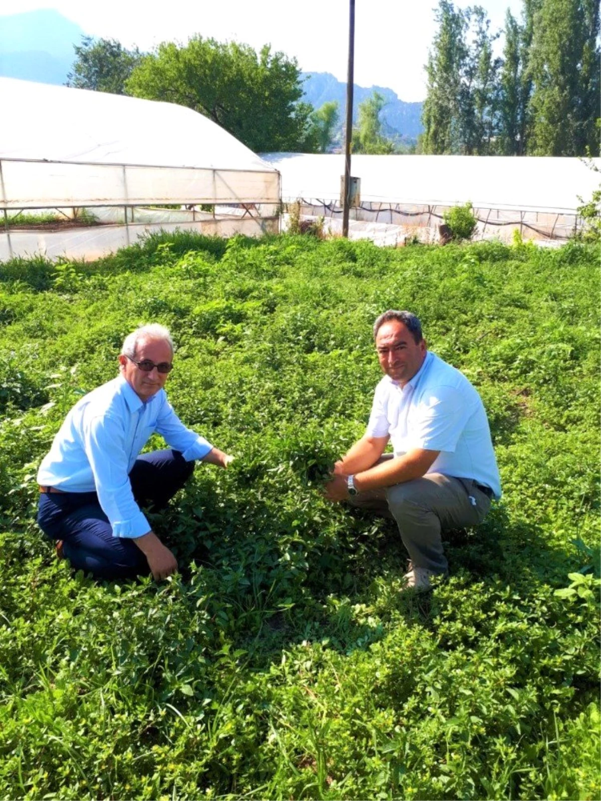 Eskişehir tıbbi bitkide atağa kalkıyor