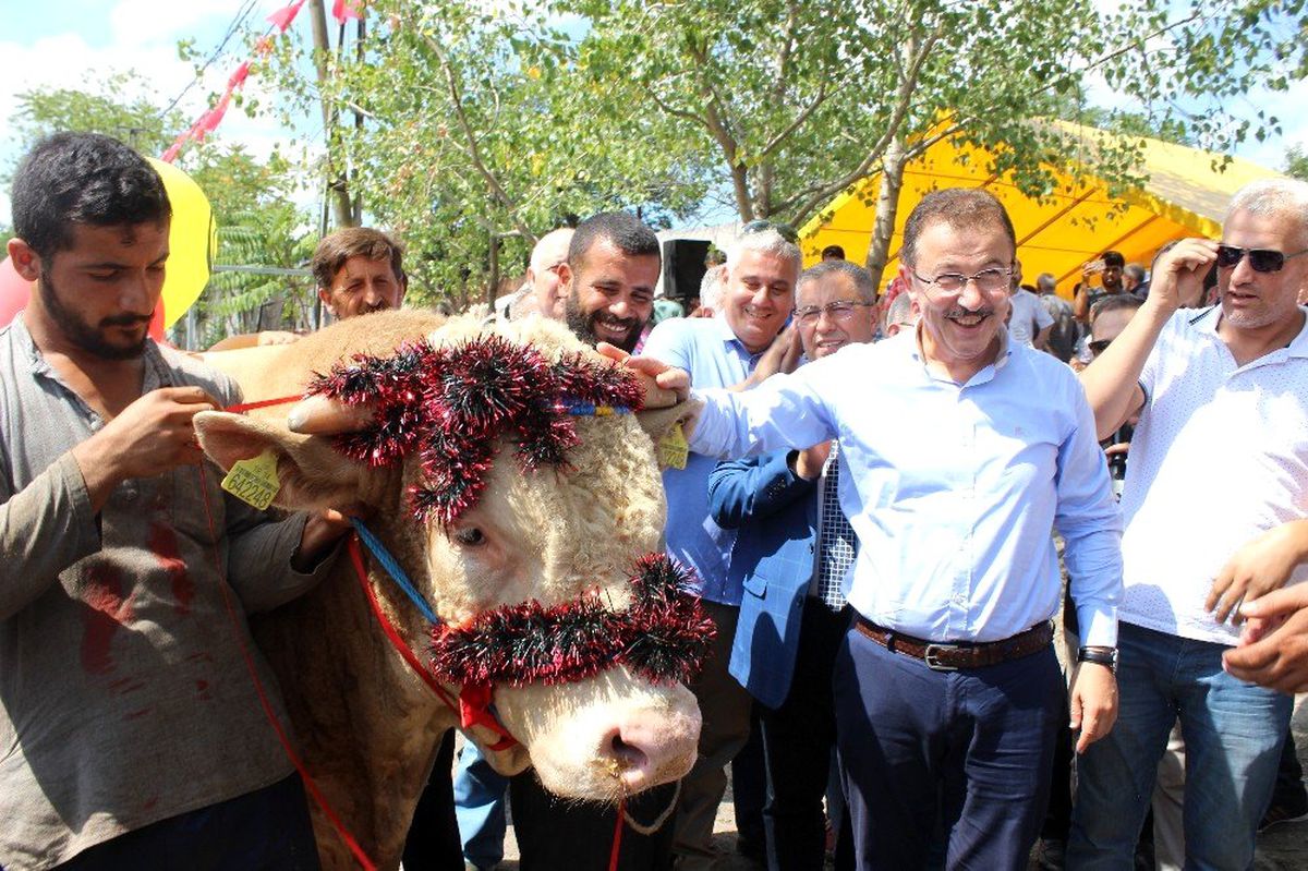 Eyüpsultan en güzel kurbanlığını seçti