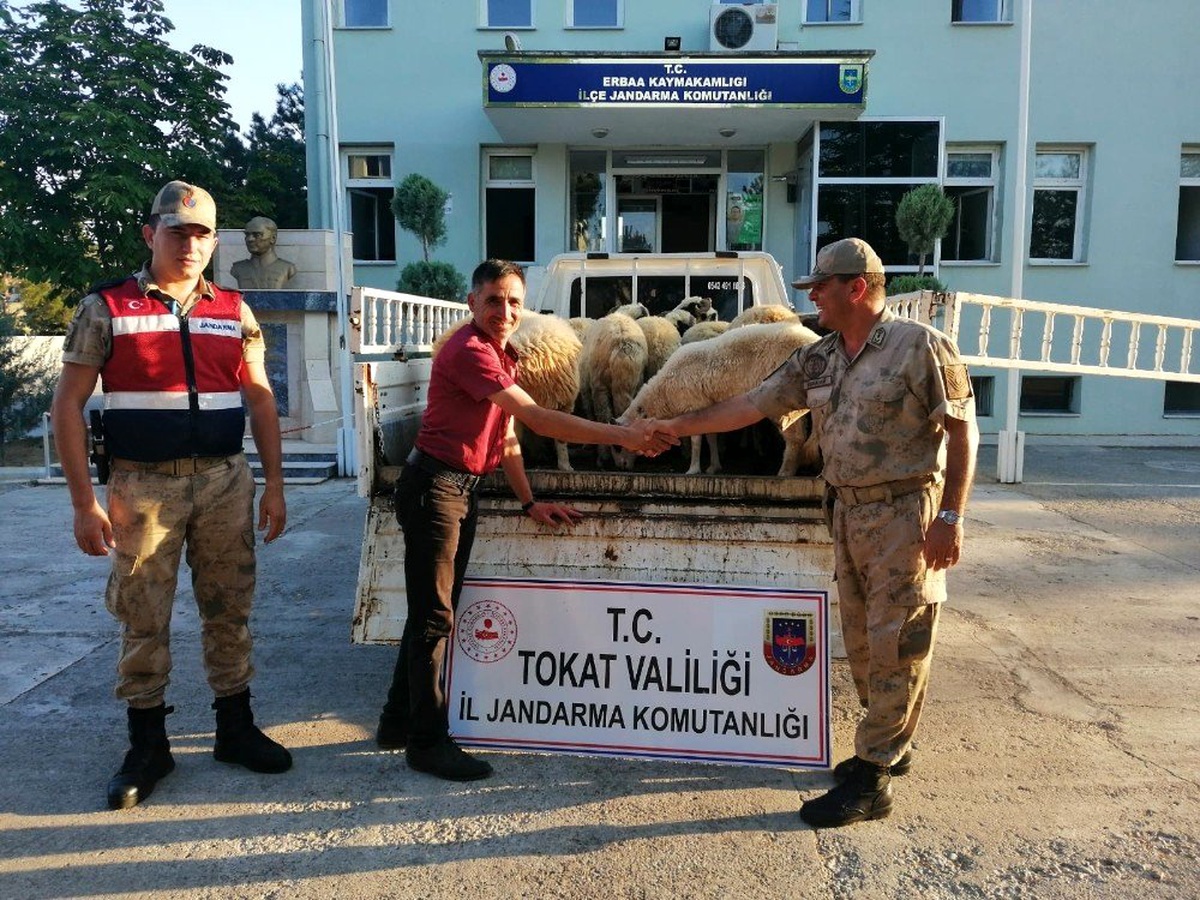 Firari 1 kişi ve 7 koyun için 5 şüpheli sorgulanıyor