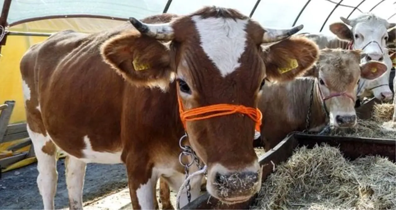 İstanbul Müftüsü: Faize yol açmadıkça kredi kartıyla kurban kesilebilir