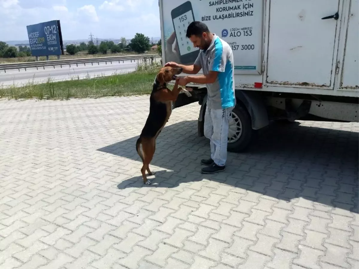 Karşıdan karşıya geçemeyen köpeğin yardımına koştular