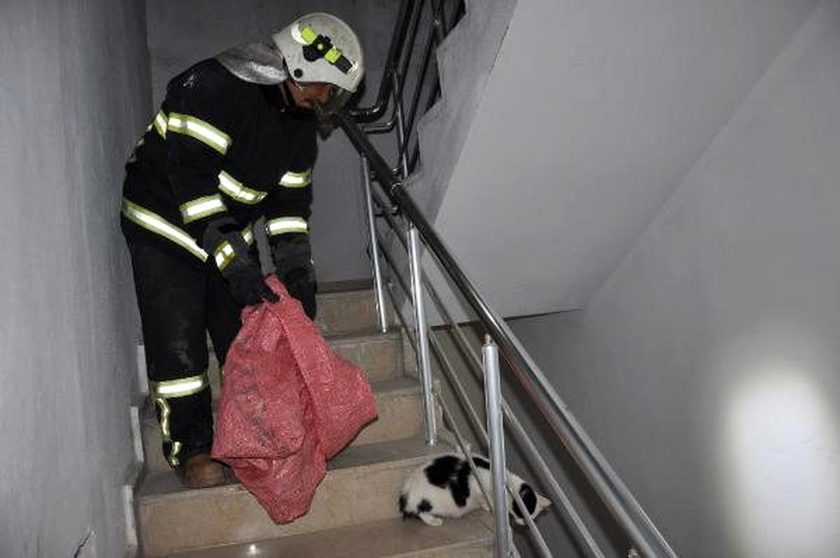 Mahsur kalan gebe kedi itfaiyecilere zor anlar yaşattı