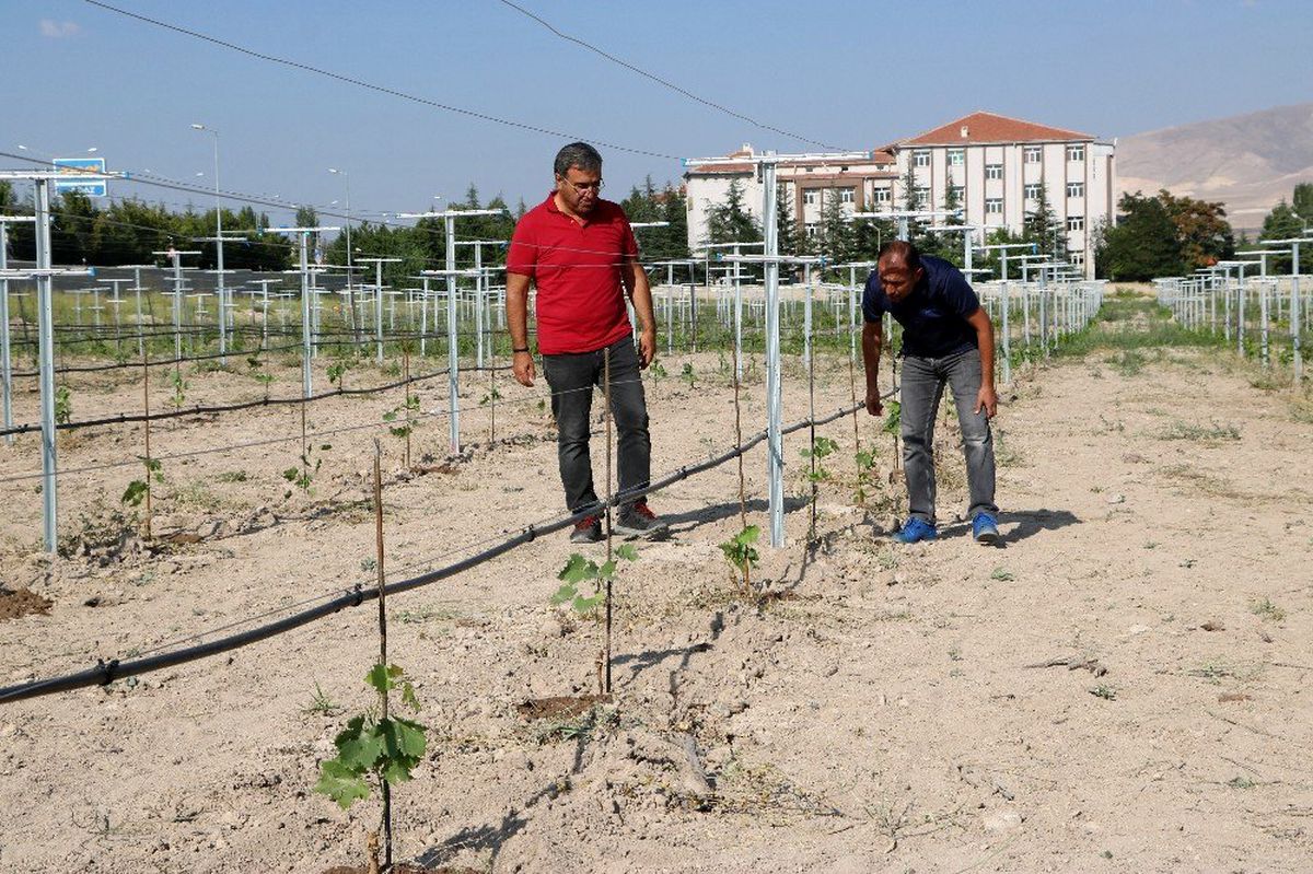 Niğde Bağları yeniden canlanacak
