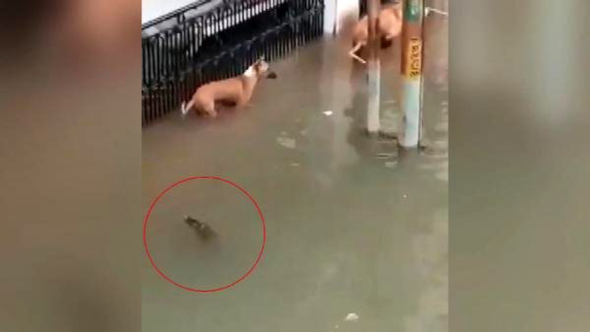 Sel suları ile şehre gelen timsah, köpeğe saldırdı