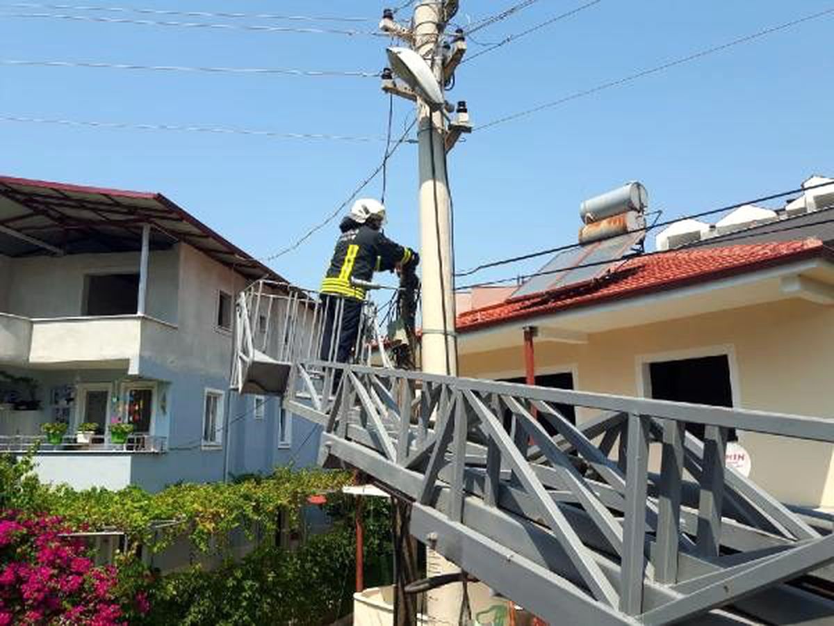 Telefon direğinde tellerin arasına sıkışan yavru kedi kurtarıldı