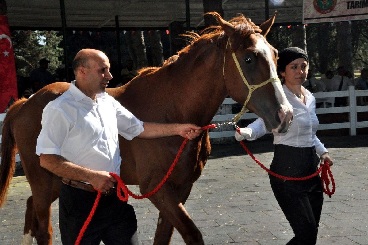 TİGEM\'in 77 tayı görücüye çıkıyor