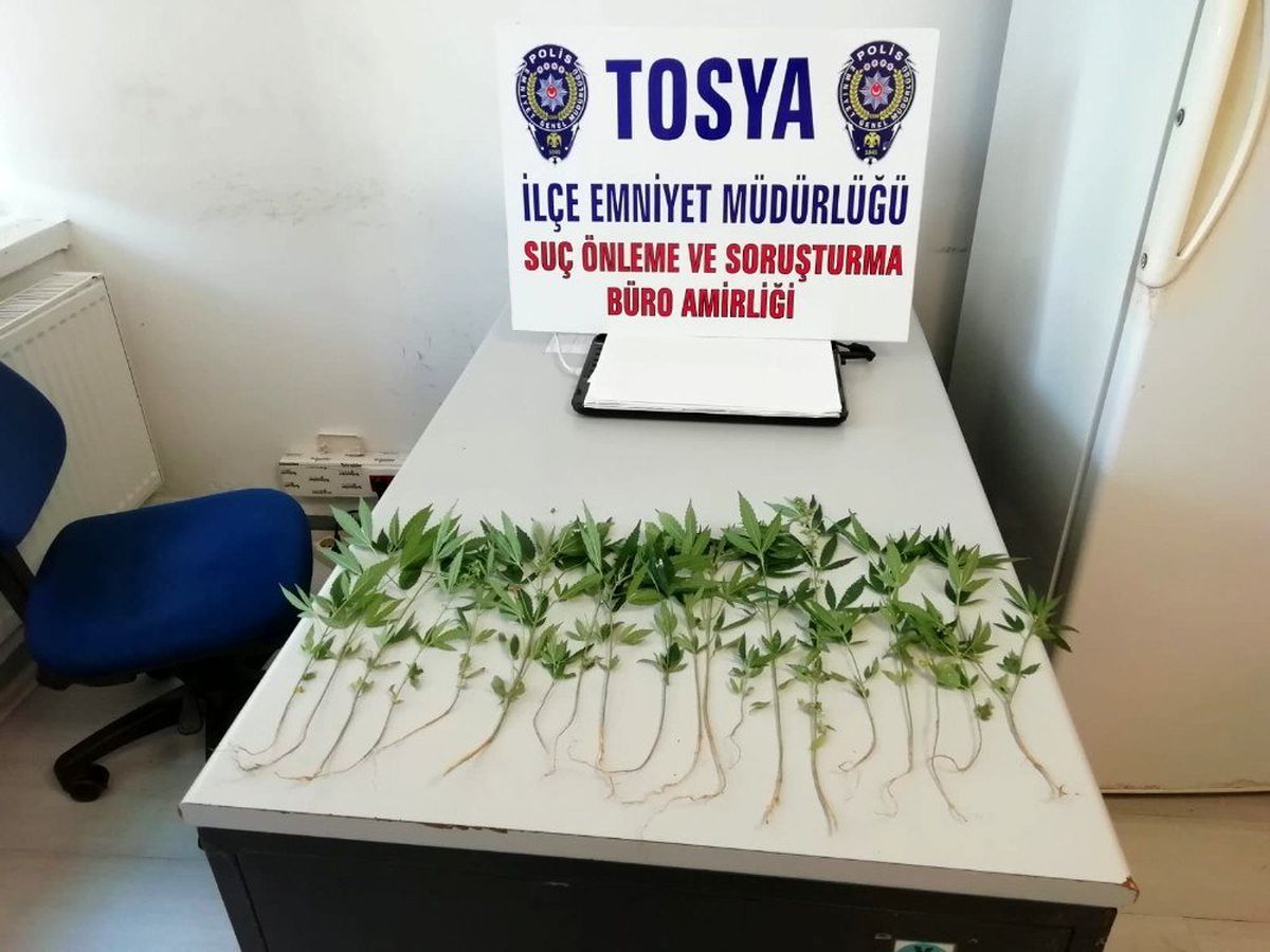 Tosya\'da bahçeye ekili 20 kök kenevir ele geçirildi