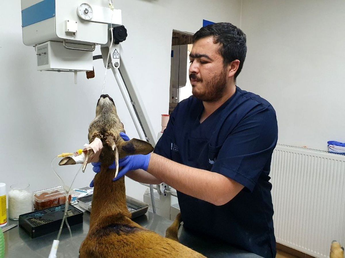 Yaralı halde bulunan Karaca, tedavi altına alındı