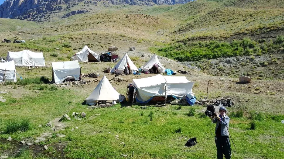 Yıllardır gidilemeyen yaylalarda silah sesi yerini koyun kuzu seslerine bıraktı