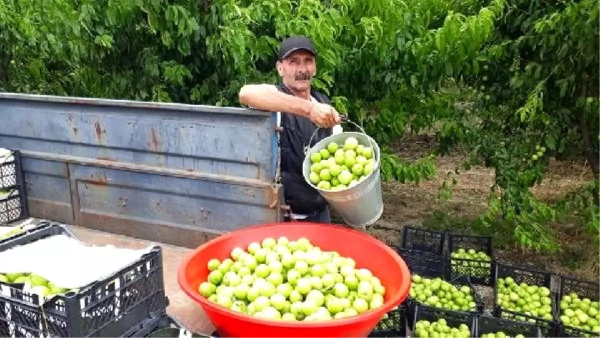 \'Bayramiç beyazı\' olarak bilinen nektarin üreticinin yüzünü güldürüyor