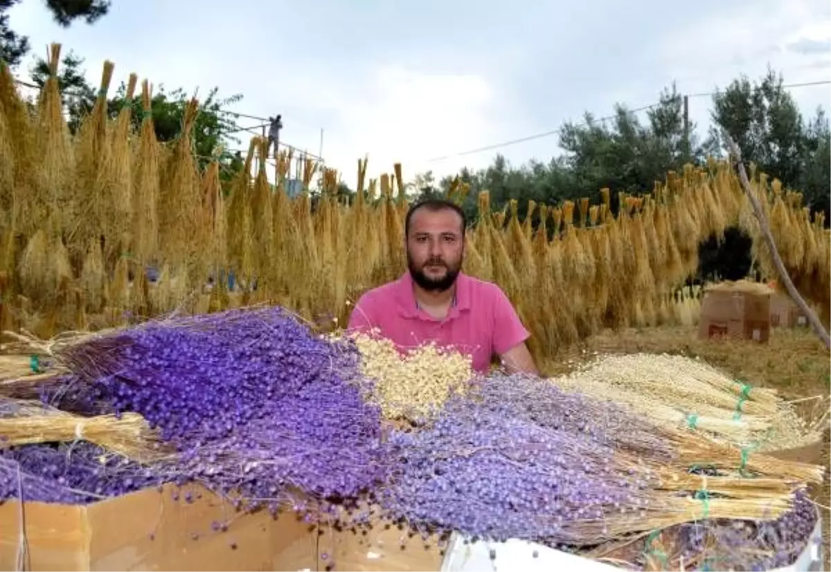 Bitkileri kuru çiçeğe dönüştürüp, ihracatını yapıyor