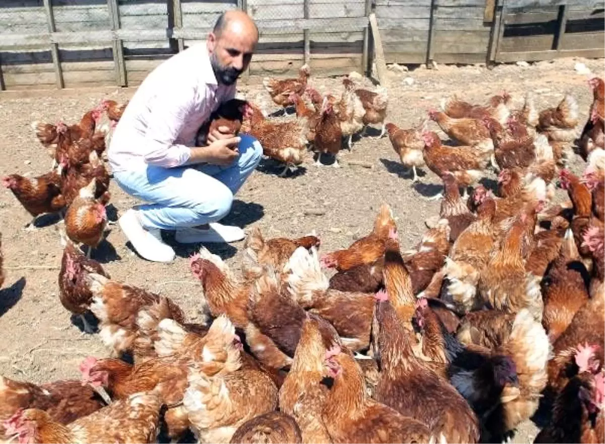 Hobi olarak başladı, tavuk çiftliği kurdu