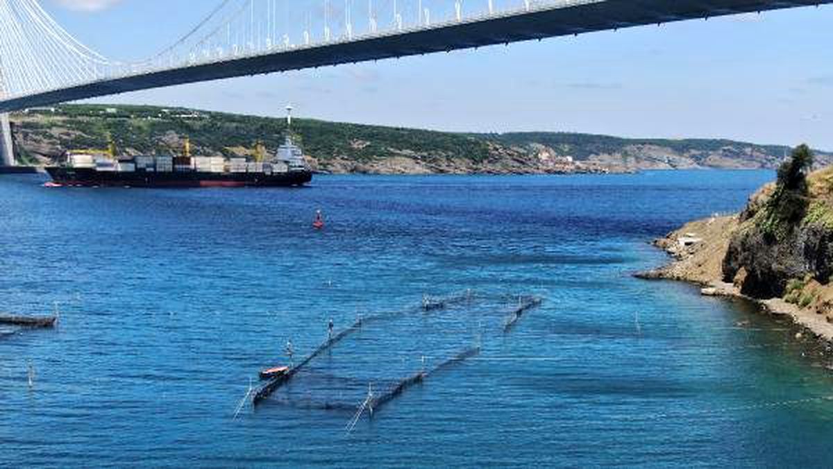 İstanbul Boğazı\'nda sadece 3 dalyan kaldı
