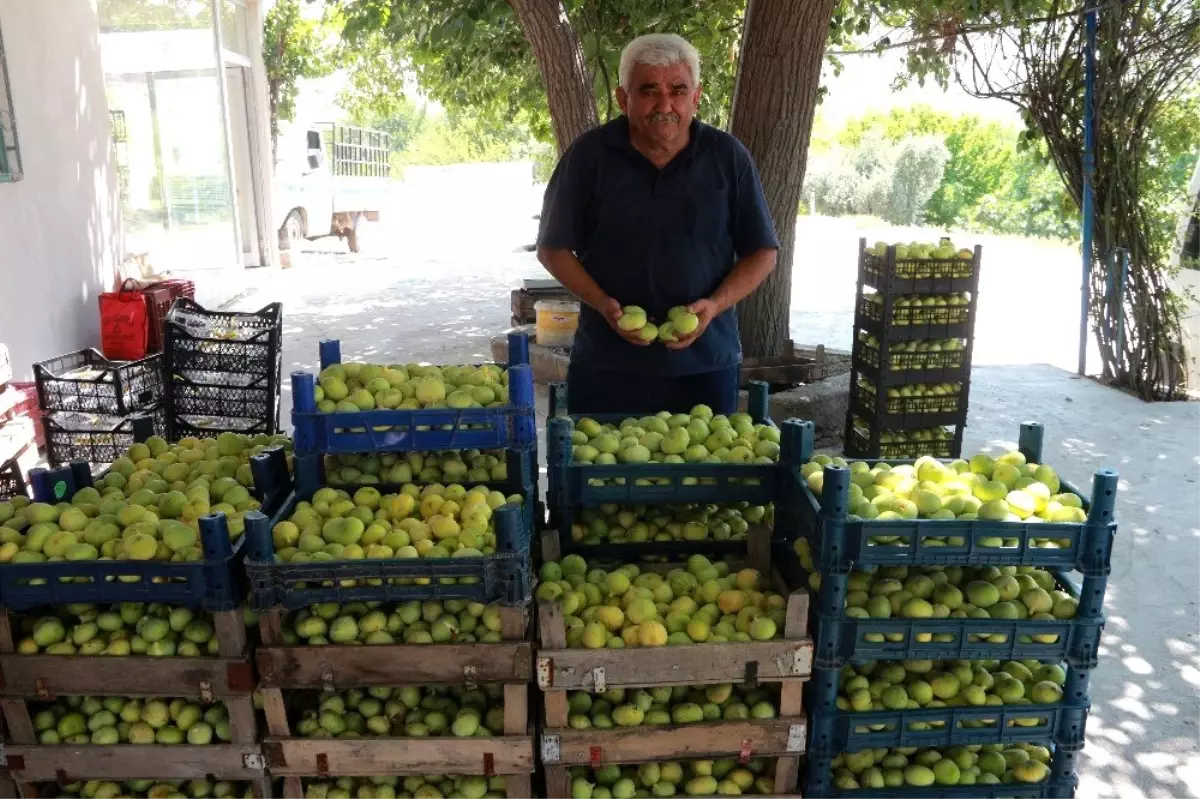 Mersin\'de incir altın yılını yaşıyor